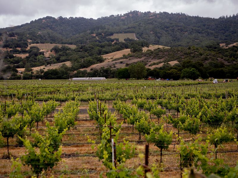 eco-terreno-alexander-valley-spring vineyards at eco terreno in alexander valley during spring