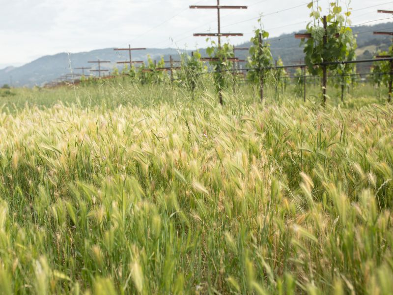 eco-terreno-cover-crop-spring cover crops at eco terreno vineyards at spring time