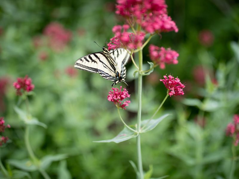 eco-terreno-spring-butterflies butterflies in the insect garden at eco terreno vineyards