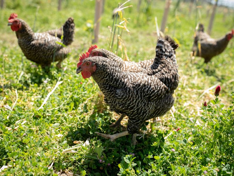 eco-terreno-spring-chickens chickens roaming the eco terreno vineyards during spring time