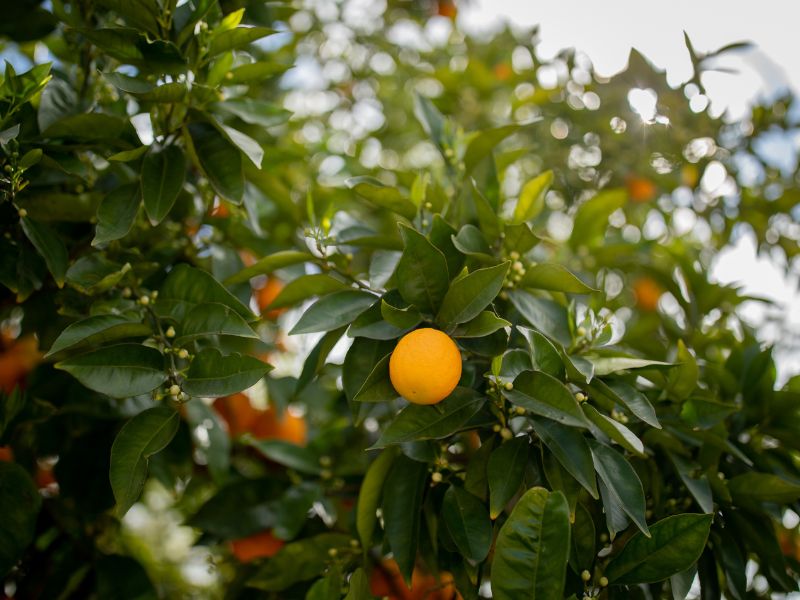 eco-terreno-spring-orange-grove orange tree in the orchard at eco terreno vineyards