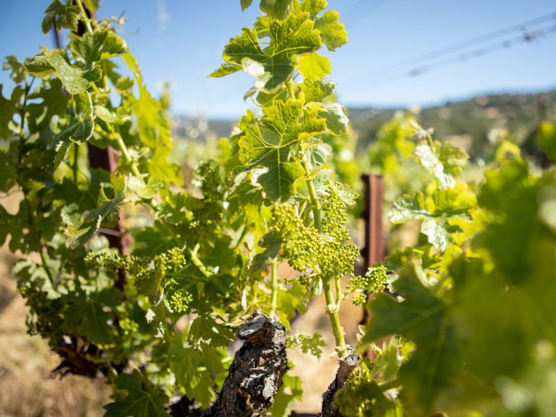 eco-terreno-spring-vineyard vineyards at eco terreno in spring
