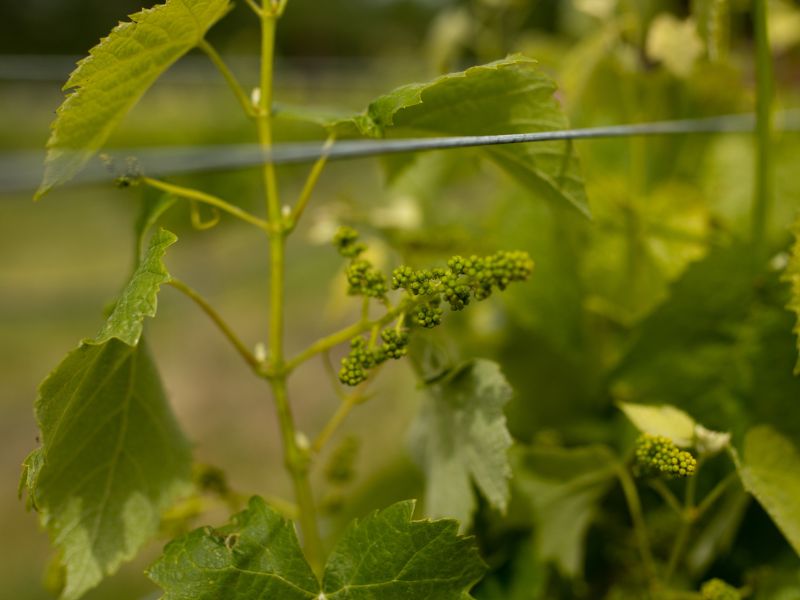 eco-terreno-vineyard-spring vineyards at eco terreno in spring after bud break