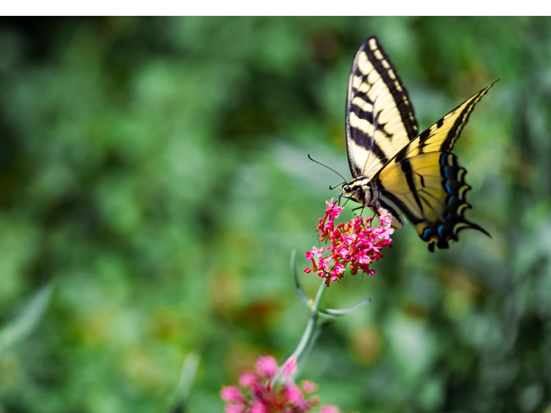 eco-terreno-butterflies-summer butterflies in the bee garden at eco terreno