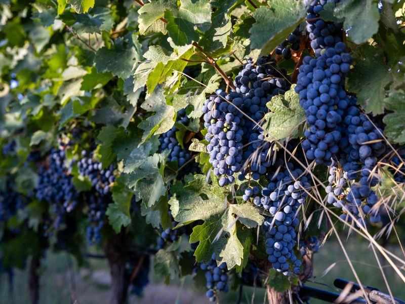 eco-terreno-cabernet-grapes-sonoma cabernet grapes growing on the estate at eco terreno vineyard