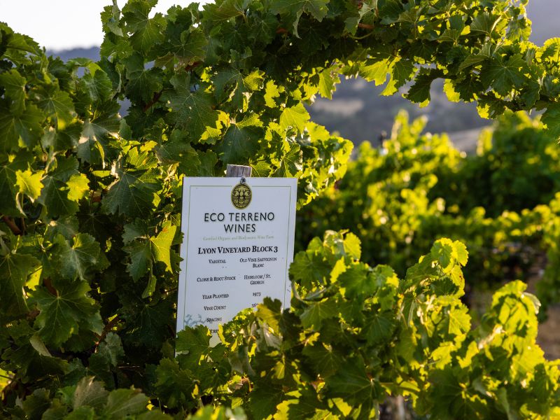 eco-terreno-lyon-vineyard-sauv-blan lyon vineyard at eco terreno vineyard