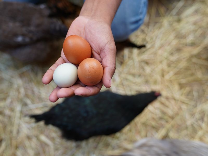 eco-terreno-vineyard-fresh-chicken-eggs fresh, farm eggs from the eco terreno vineyard in sonoma county