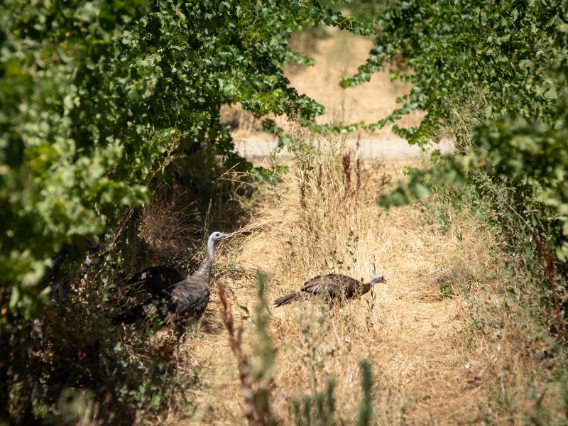 eco-terreno-vineyard-native-wildlife wildlife between the vines at eco terreno vineyard