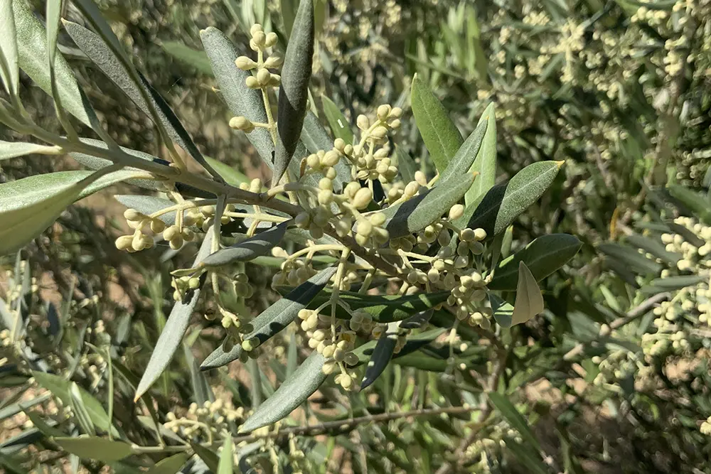 eco-terreno-vineyard-olives eco-terreno-vineyard-olives