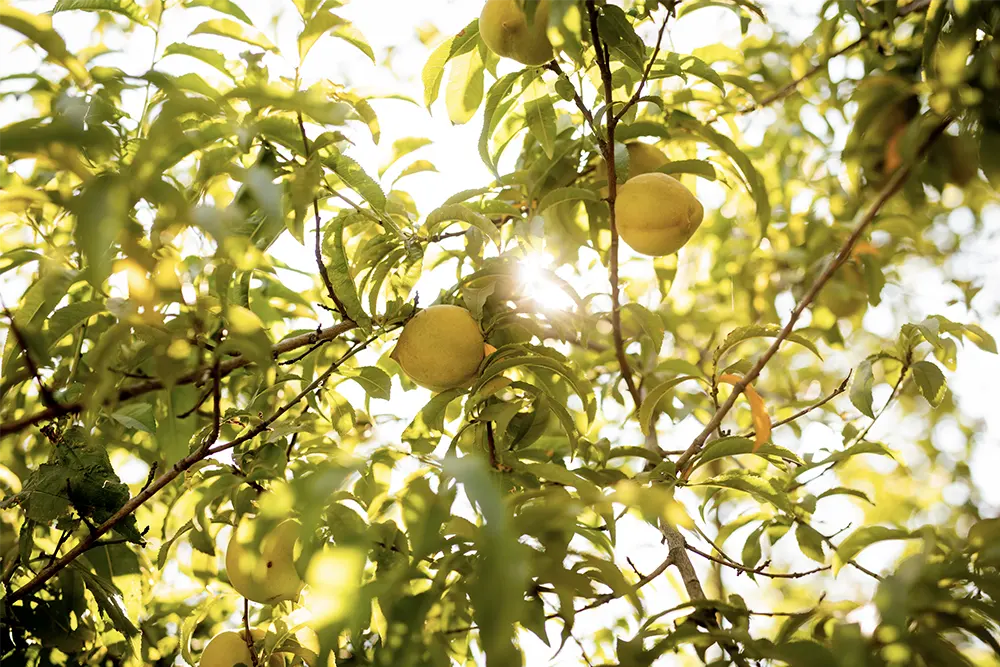 eco-terreno-vineyard-peaches eco-terreno-vineyard-peaches