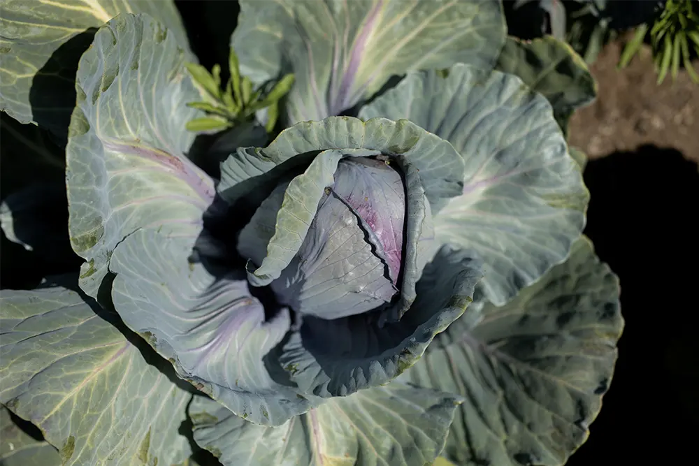 eco-terreno-vineyard-produce-garden-cabbage eco-terreno-vineyard-produce-garden-cabbage