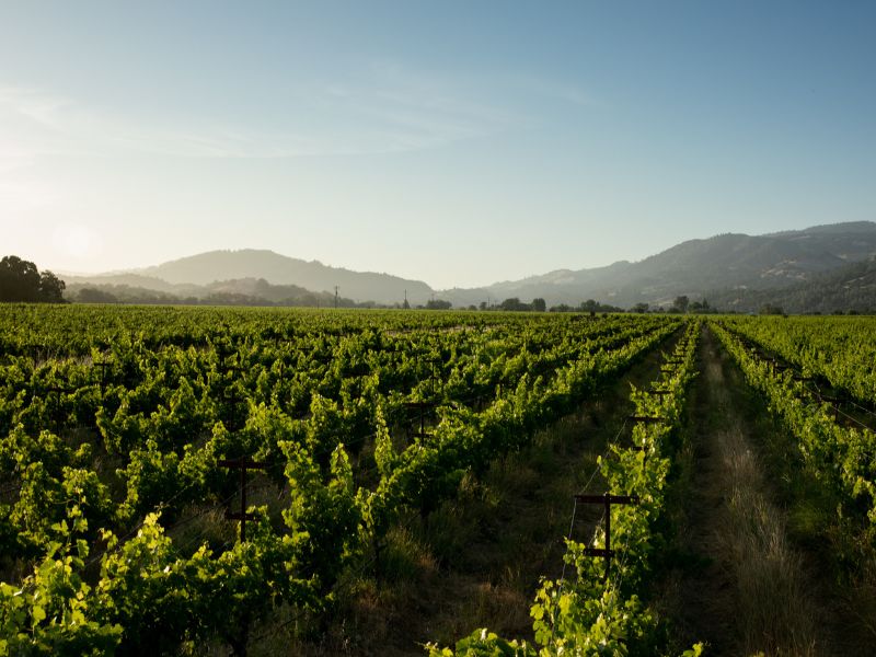 eco-terreno-vineyard-sonoma-county the picturesque eco terreno vineyard in alexander valley