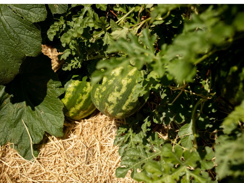 eco-terreno-watermelon-summer watermelon growing in the edible garden at eco terreno