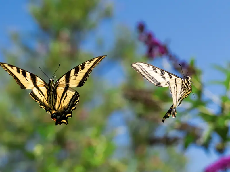 butterflies on the eco terreno wine farm