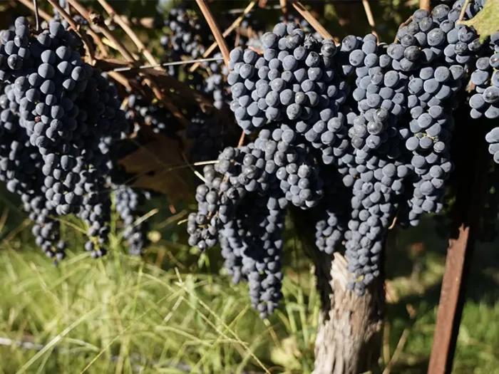 cabernet franc grapes hanging in a vineyard at eco terreno