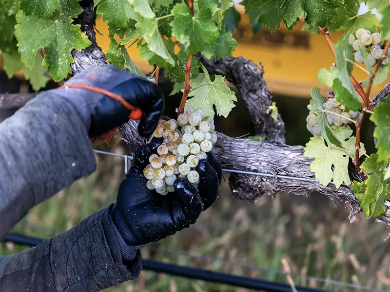 harvesting chardonnay at eco terreno vineyards