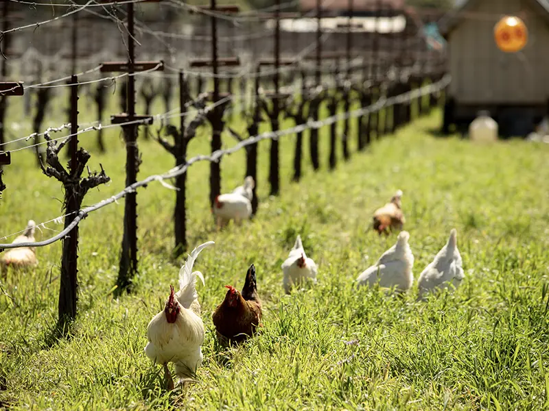 chickens in the eco terreno vineyards