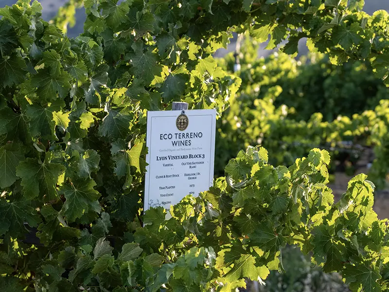 old vine block at eco terreno vineyards in sonoma county