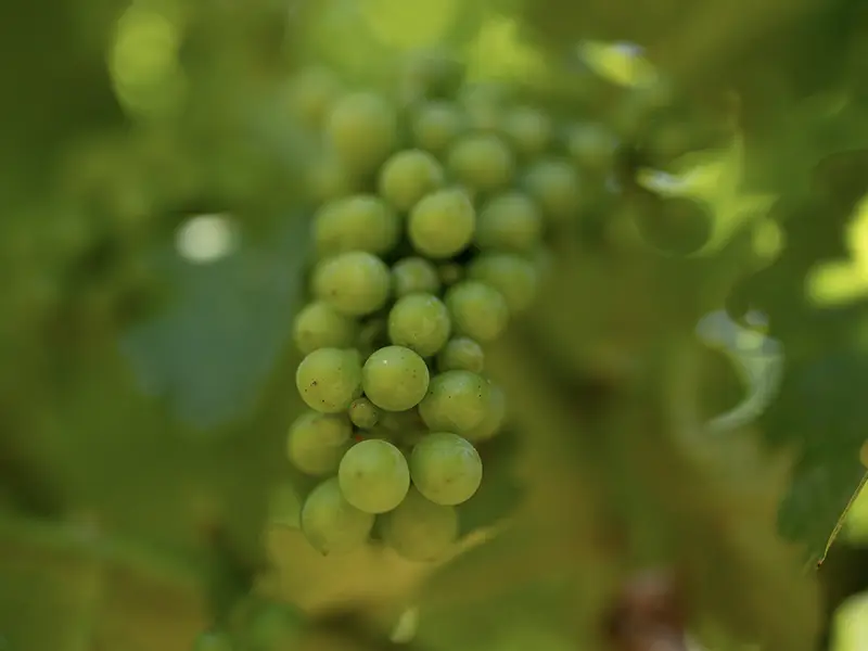 sauvignon blanc grapes growing organically at the eco terreno vineyard in summer