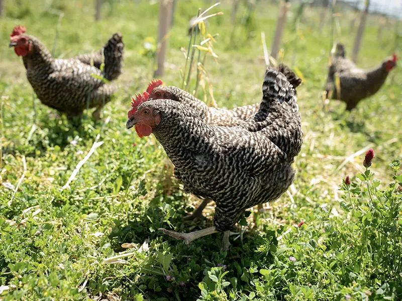 chickens roaming in the eco terreno vineyards