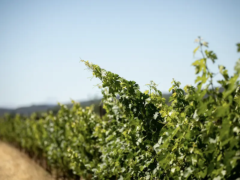 vineyards at eco terreno during summer