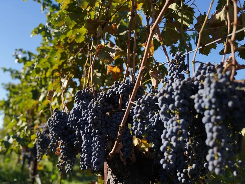 cab sauv grapes hanging on the vine at eco terreno