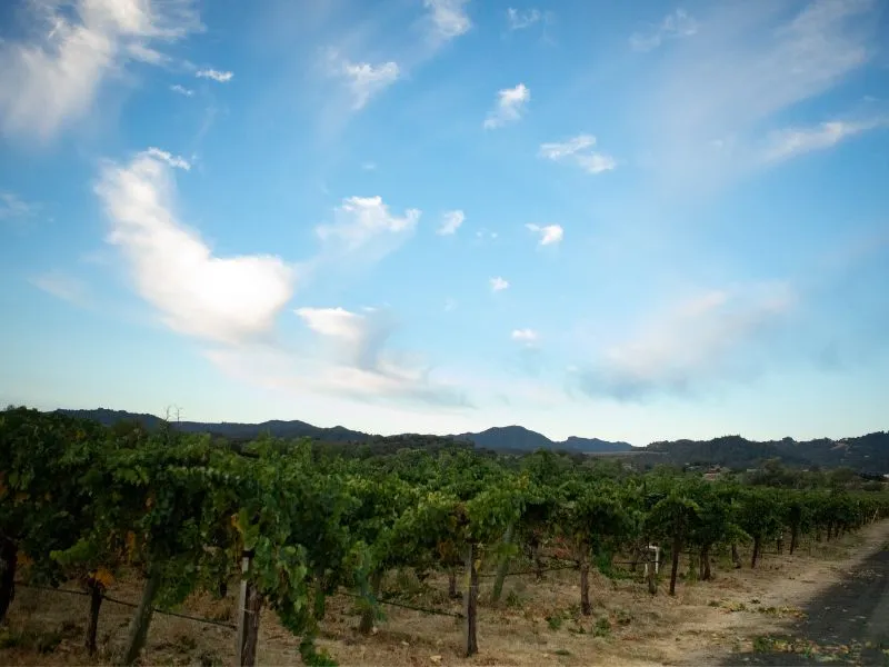 eco terreno vineyard during fall time