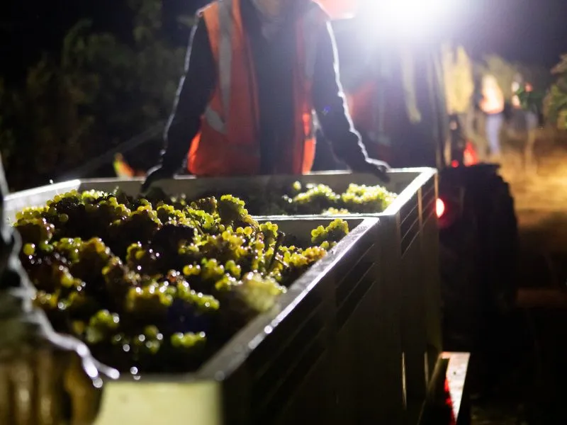 harvesting chardonnay during fall at eco terreno