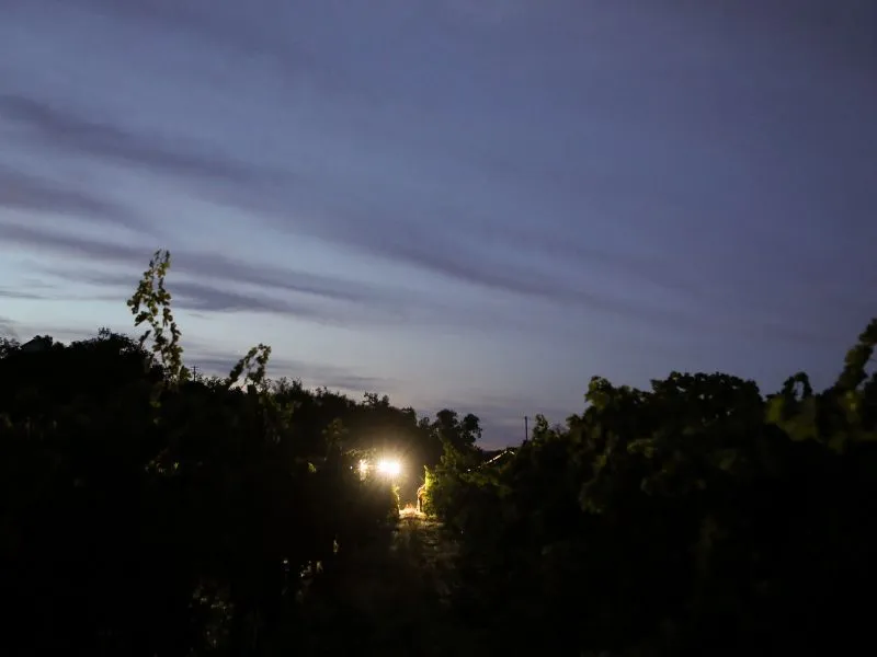 night harvest happening at eco terreno vineyard