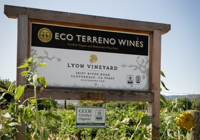 The Lyon Vineyard entry sign, with sunflowers growing in the front