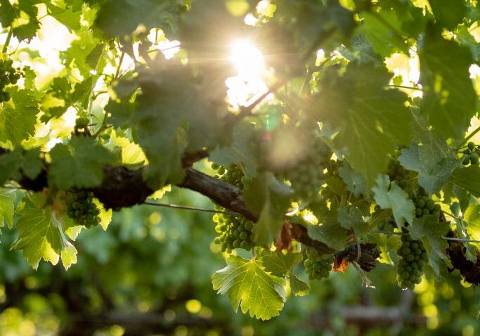 The sunshine coming through the vines leaves with some small green grapes growing on the vines.